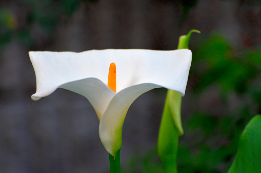 Calla lily which is native to the marshes of South Africa, is very elegant plant, but it is not really a lily at all, but a member of Araceae family. The extraordinary funnel or trumpet shaped flowers grow on tall thick stems and have a yellow spadix emerging from their center. Thanks to hybrid, calla lily can be found in many different colors such as white, pink, red, orange, yellow and cream. The calla lily is popular as wedding bouquets as it is a symbol of purity and beauty.