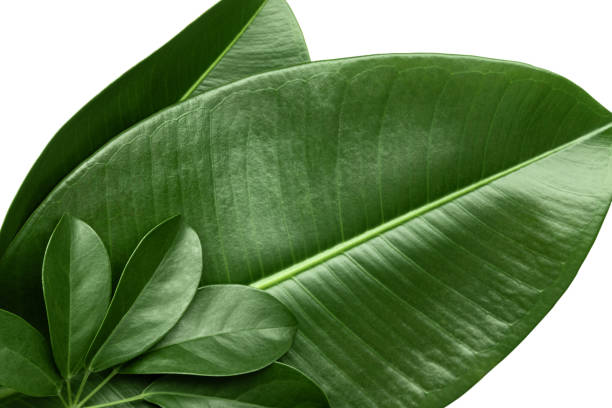 istock Exotic plant leaf closeup isolated on the white background. 1243182208