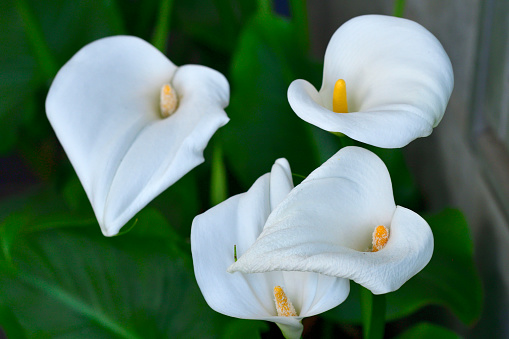 Oriental lilies, lily flower border in an English garden, UK