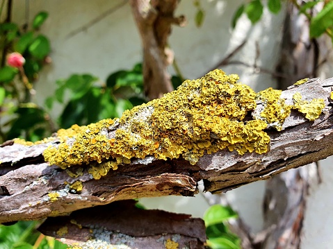 Lichen on a dry branch of wood. The image was captured during springtime.