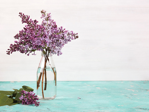 minimal composition, bouquet of lilac blossoms in glass bottle on light background. floral spring texture