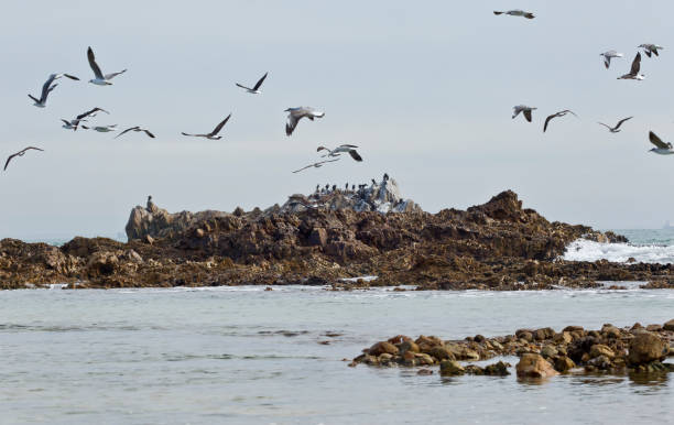 istock Flock of seagulls in flight 1243191794