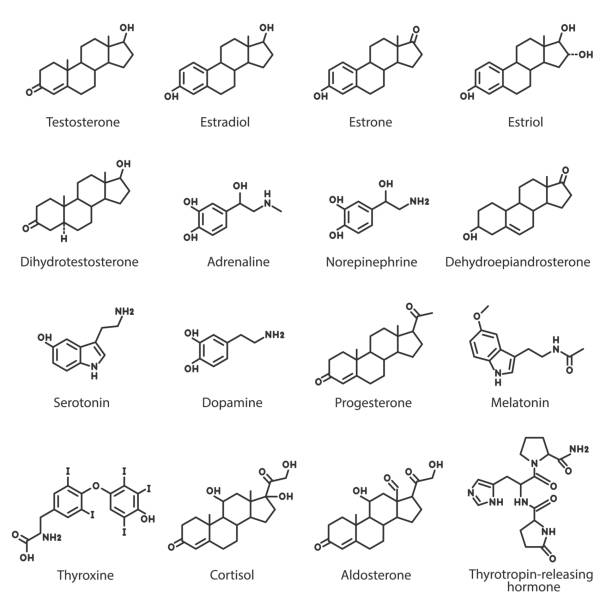 ilustrações, clipart, desenhos animados e ícones de hormônios, estruturas químicas definidas. o hormônio da secreção interna secretado pelas glândulas suprarrenais, hipotálamo, ovários, pituitária, glândula pineal, etc. linha com traçado editável - structural formula