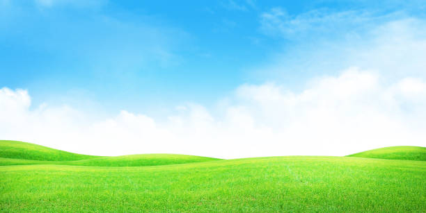 istock Green grass field and clear blue sky 1243195712