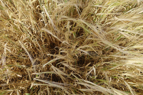gros plan du champ de blé avec effet flou. - 18630 photos et images de collection