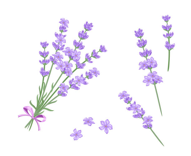 Lavender Bouquet Vector Illustration Lavender Twigs And Flowers Isolated On  White Background Cartoon Flat Style Stock Illustration - Download Image Now  - iStock