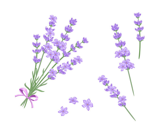 Lavender Bouquet Vector Illustration Lavender Twigs And Flowers Isolated On White Background Cartoon Flat Style Stock Illustration - Download Image Now - iStock Lavender Bouquet Vector Illustration Lavender Twigs And Flowers Isolated On White Background Cartoon Flat Style Stock Illustration - Download Image Now - iStock