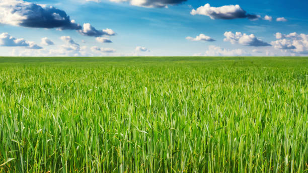 istock Green wheat field and blue sky with clouds 1243208856