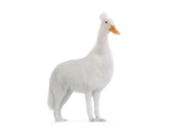 Chimera with a polar wolf and a duck's head, on a white Chimera with a polar wolf and a duck's head, on a white background genetic modification photos stock pictures, royalty-free photos & images