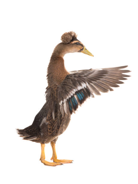 istock standing beautiful brown duck with spread wings isolated on a white 1243225908