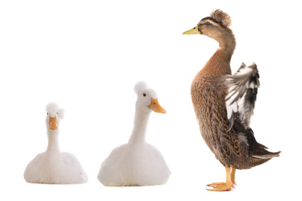 istock standing beautiful brown duck with spread wings isolated on a white 1243226447