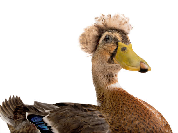 istock Sitting beautiful brown duck isolated on a white 1243226453