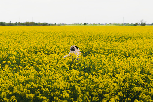 Small cute dog - pug breed enjoying the springtime at the beautiful bright yellow sunny flowering field in Ukraine