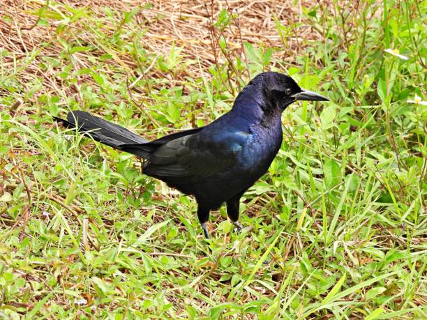 istock Boat-tailed Grackle (Quiscalus major) male standing in an uncultivated area 1243246237