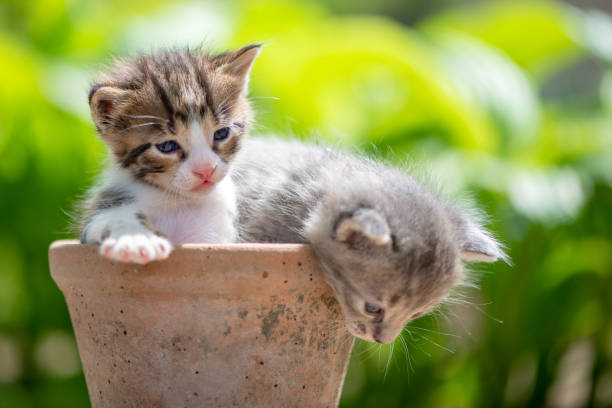 istock Two funny little kitten in a flower pot 1243246761
