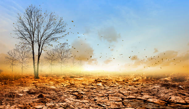 istock Dead tree on the dry ground on background.Concept of global warming. 1243246765