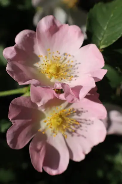 beautiful unfilled wild rose in full bloom, pink with five petals, two flowers