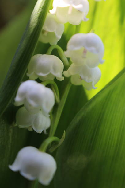 istock lily of the valley 1243246877