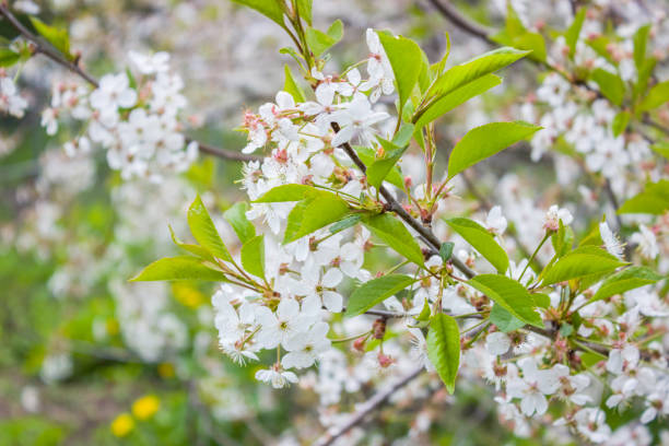 istock The white flowers of the cherry blossoms. Background, spring 1243247099