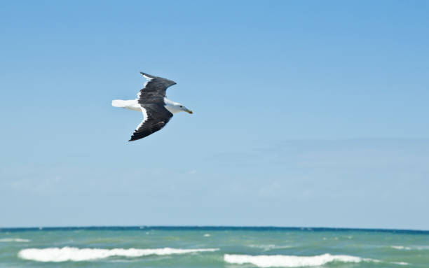 istock Lonely seagull flying over the sea 1243253622