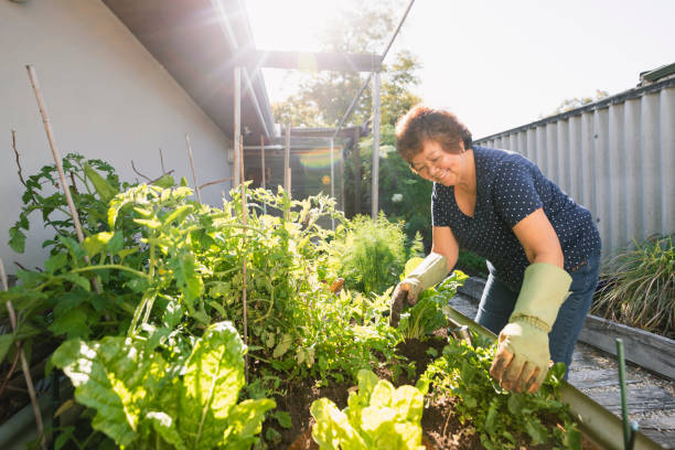 Growing Vegetables at Home Senior asian woman gardening at her home in Perth, Australia. perth australia photos stock pictures, royalty-free photos & images