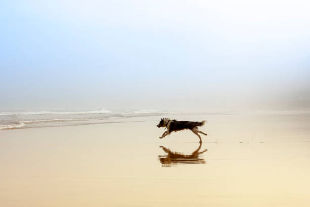 istock pets playing at sunrise on the beach with fog 1243258516
