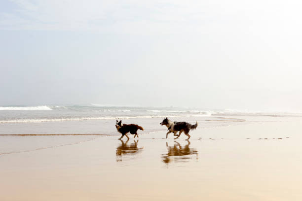 istock pets playing at sunrise on the beach with fog 1243258713