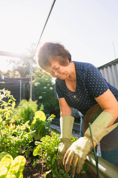 istock Gardening in the Sunshine 1243259581