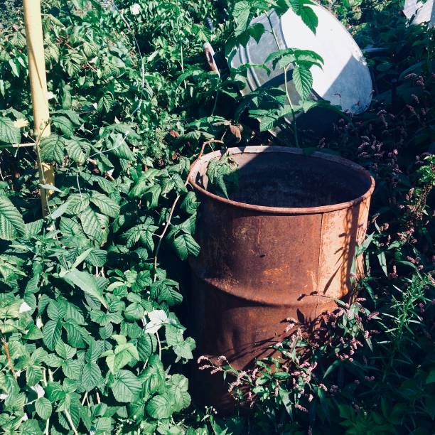 Brown rusty barrel and iron tub in bushes of raspberry