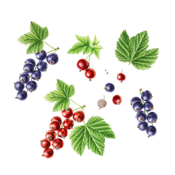 ilustrações de stock, clip art, desenhos animados e ícones de hand-drawn watercolor set of berries. redcurrant and blackcurrant - black currant currant black fruit