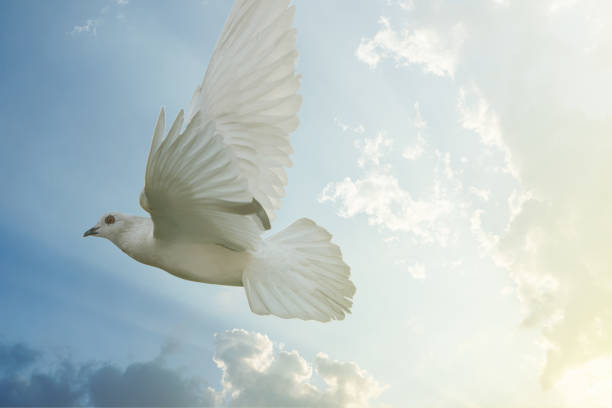 istock White pigeon bird freedom wings flying on blue sky background. 1243272837