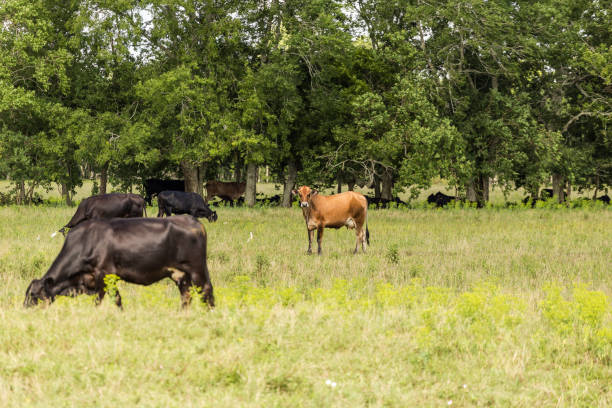 istock Orange cow among black cows grazing in field with trees 1243280875