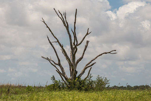 Barren and dead tree in grass field deep in southern Louisiana on day with thick clouds