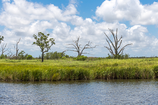 Various trees surrounded by tall grass in lake with cloudy sky on sunny day
