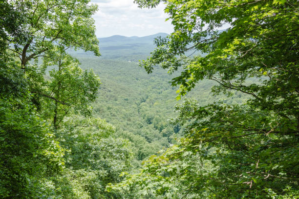 istock Looking through thick and lush branches out into valley with tree covered mountains on bright and sunny day 1243285877