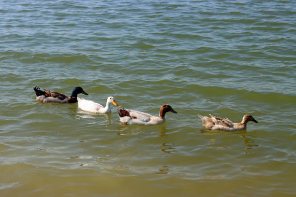 Four different types of ducks gliding across the water in a row