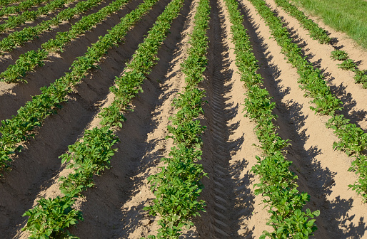 Rows of potatoes grow in the field