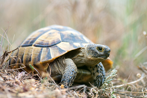 Spur thighed turtle (Testudo graeca) in natural habitat