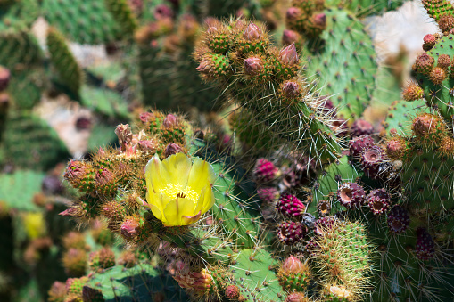 Yellow flower of cactus prickly pear