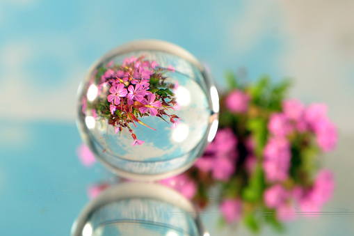 Beautiful tiny pink flowers photographed through lensball on mirror surface.  Blurry flowers in the background.