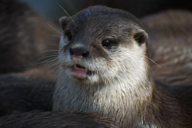istock A close up portrait of an Otter 1243306822