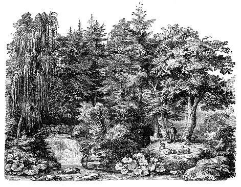 Antique illustration: Forest