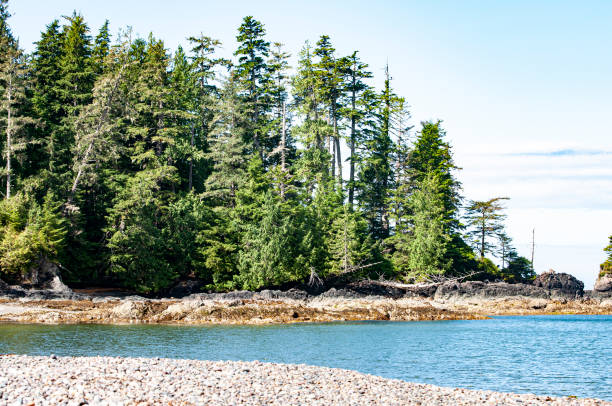 istock Inlet on the ocean with trees in the background 1243318189