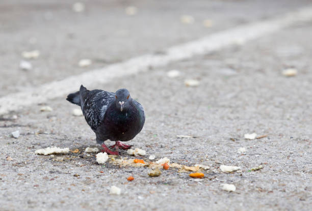 istock pigeon eating peels and leftover food 1243318743