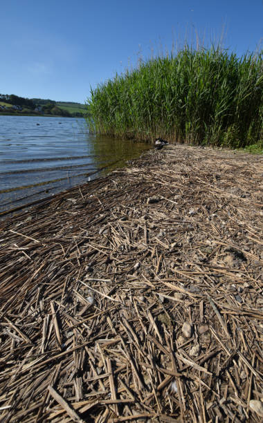 Ley Reed 60+ Slapton Ley Stock Photos, Pictures & Royalty-Free Images - iStock