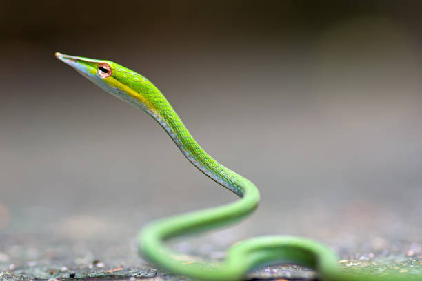 istock Close up Long-nosed whip snake in nature 1243344370