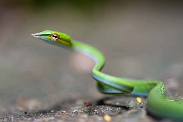 istock Close up Long-nosed whip snake in nature 1243344391
