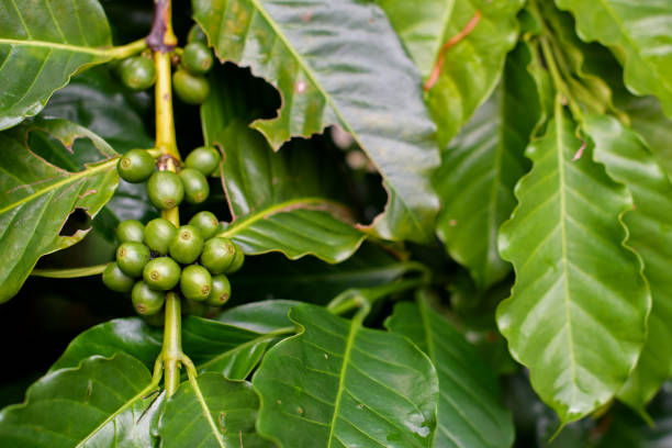 istock Close up Green coffee on the tree in nature 1243344929