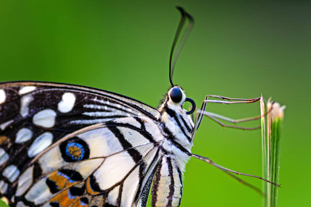 istock Black striped butterflies cling to the branches 1243347882
