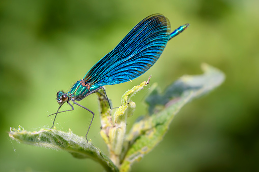 The Blue-winged Dragonfly, also known as the Common Mermaid, is a species of dragonfly in the dragonfly family.